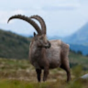 Meet your Posher, Jibreel